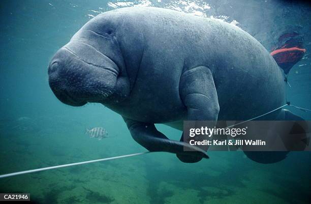 manatee (trichechus manatus) swimming past bouy, underwater view - bouy stock pictures, royalty-free photos & images