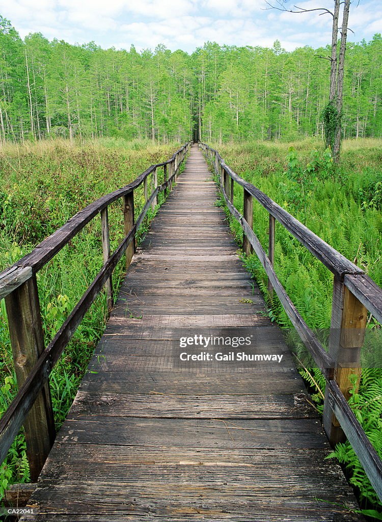 USA, FLorida, boardwalk through Corkscrew Swamp