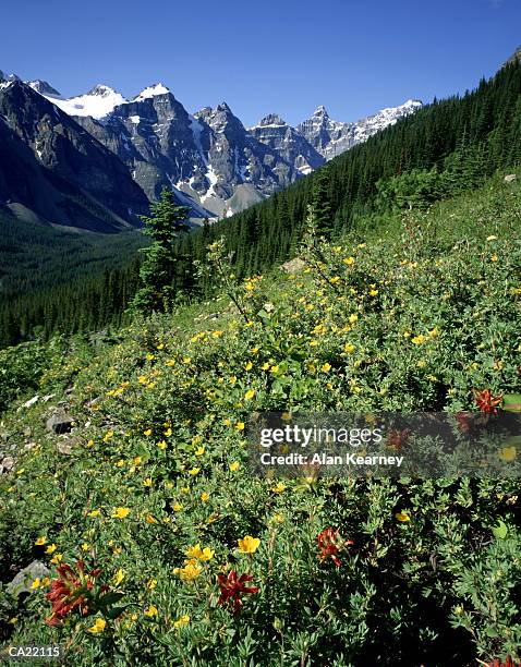 canada, alberta, banff np, ten peaks, wildflowers on slope - valley of the ten peaks stock-fotos und bilder