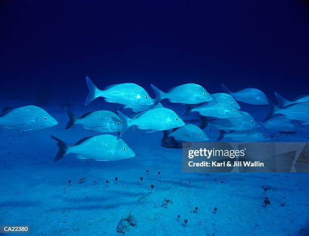 school of white grunt fish (haemulon plumieri) - grunts stock pictures, royalty-free photos & images