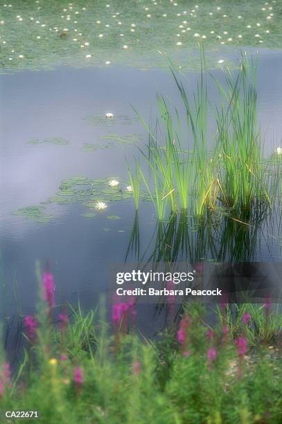 water lilies in pond - barbara tag stock-fotos und bilder