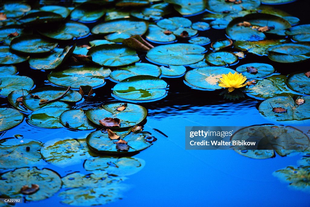 Water lily pads and flower (Nymphaea sp.), close-up