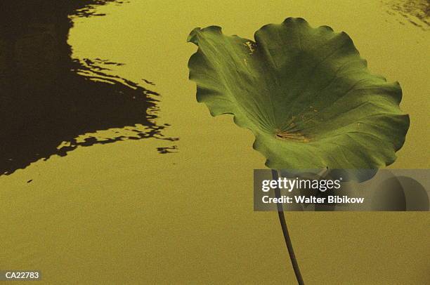 lily pad (nymphaea sp.), water in background - sp imagens e fotografias de stock