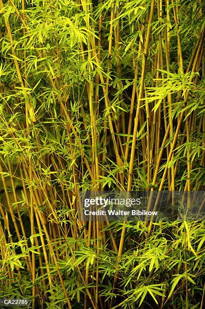 bamboo grove (bambusa sp.) - sp imagens e fotografias de stock