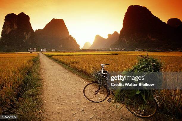 china, guangxi province, bicycle resting on path through rice field - province stock pictures, royalty-free photos & images