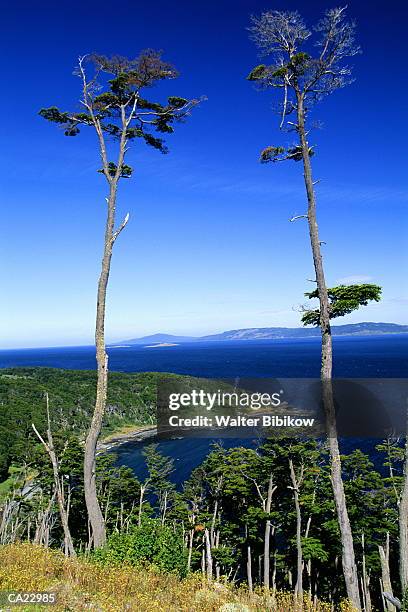 south american, tierra del fuego, beagle channel, view from hillside - tierra imagens e fotografias de stock