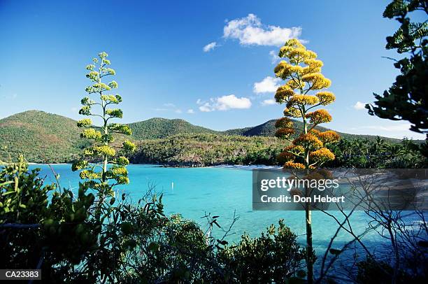 united states virgin islands, saint john, hawksnest bay, elevated view - bay islands stock pictures, royalty-free photos & images