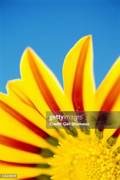 sundance gazania, close-up - gazania stock pictures, royalty-free photos & images