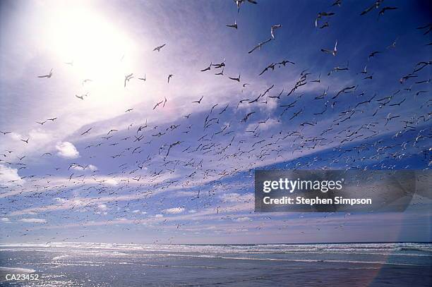 beach, sky & sea gulls magdalena bay, baja, ca, mex - ca stock-fotos und bilder