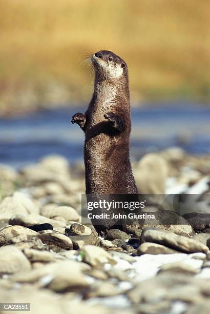 north american river otter (lutra canadensis) - river otter fotografías e imágenes de stock