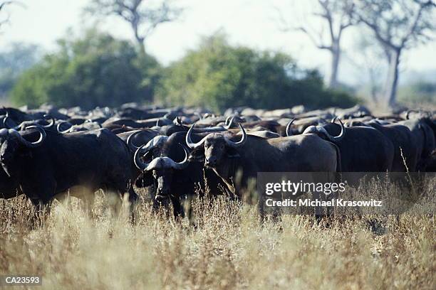 cape buffalo (syncerus caffer) herd, luangwa valley, zambia - luangwa national park bildbanksfoton och bilder