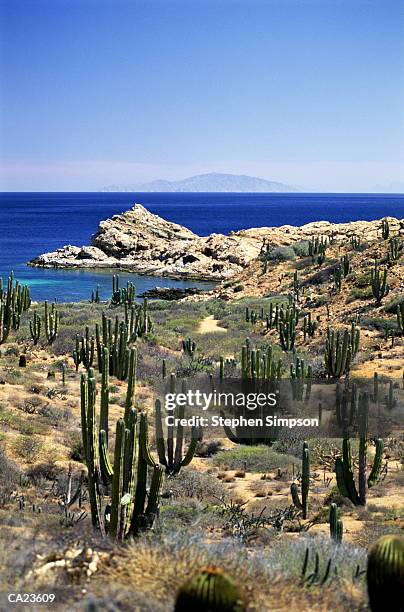 cardon & giant barrel cactuses isla catalina, mar de cortes - cactus cardon photos et images de collection