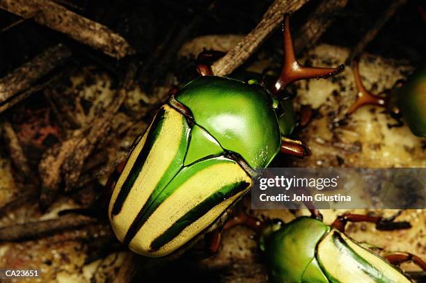 flower beetle (eudrecelli gralli) - long horned beetles stock pictures, royalty-free photos & images