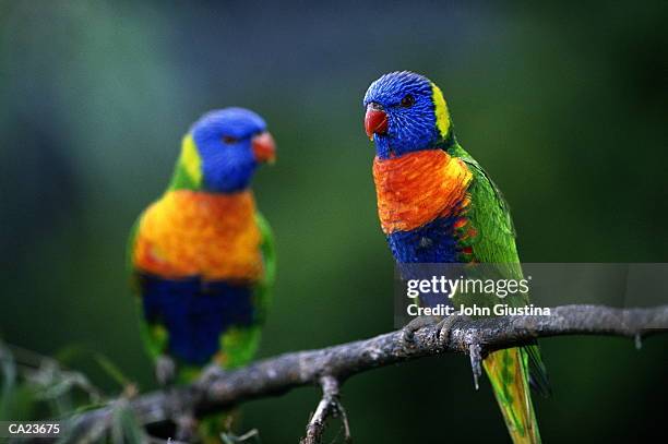 two rainbow lorikeets (psittacus sp.) - rainbow lorikeet stock pictures, royalty-free photos & images