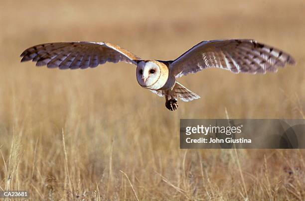 barn owl (tyto alba) in flight - barn owl stock-fotos und bilder