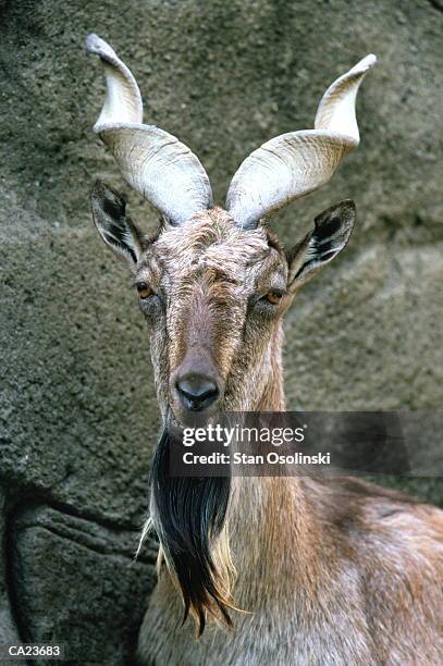 male turkomen markhor, close-up - markhor 個照片及圖片檔