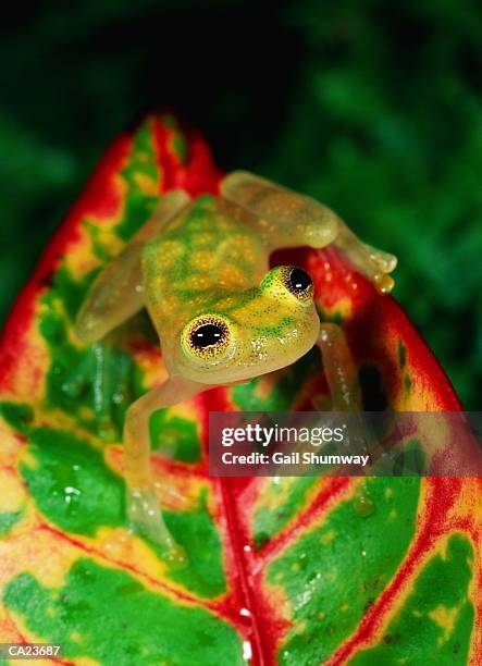 glass frog (centrolenella sp.) - glass frog stock pictures, royalty-free photos & images