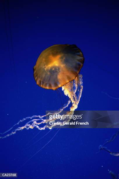 sea nettle (chrysaora fuscescens) - chrysaora - fotografias e filmes do acervo