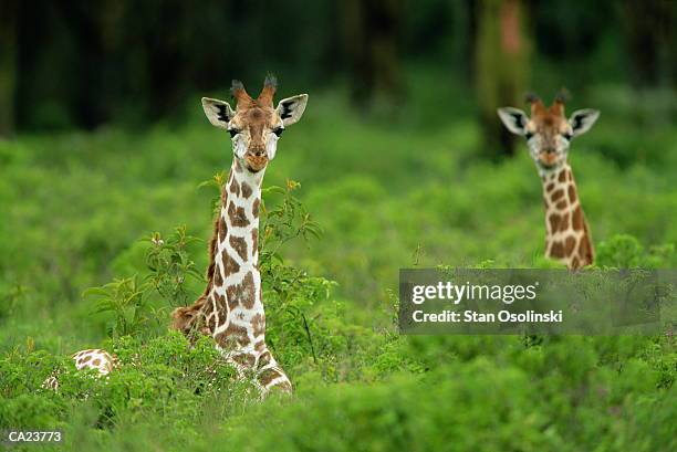 two reticulated giraffes (giraffa camelopardalis reticulata) - tierhals stock-fotos und bilder