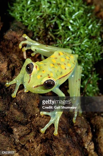 tree frog (hylidae) - webbed foot stock pictures, royalty-free photos & images