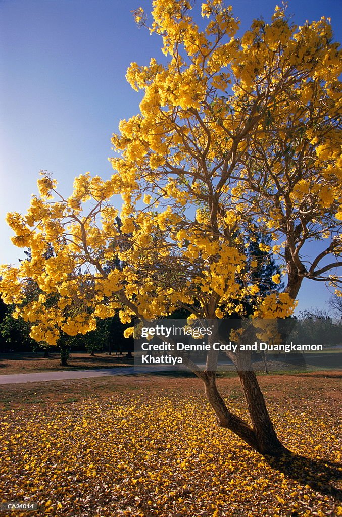 Tree producing yellow flowers, in park