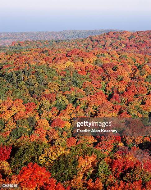 hardwood forest, autumn, high angle view - plant color stock pictures, royalty-free photos & images