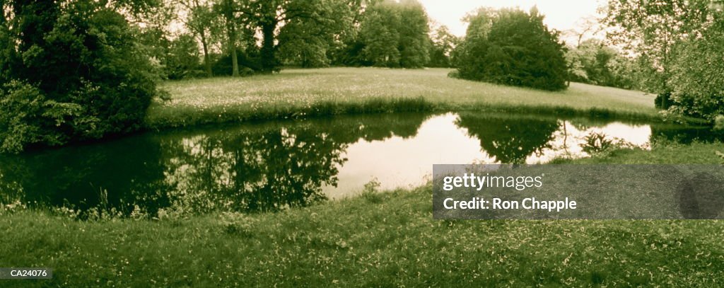 Trees and bushes reflected in pond in park