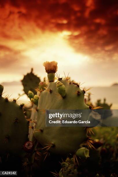 cactus on camboinhas beach - garcia stockfoto's en -beelden