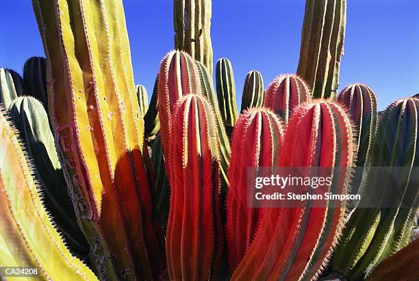 cardon cactus - cardon stock-fotos und bilder