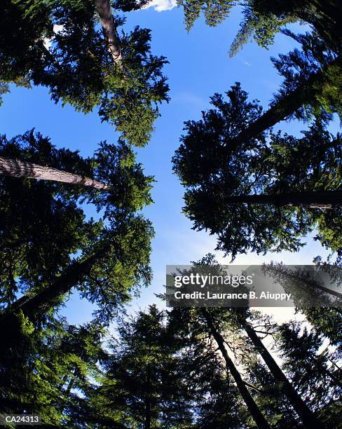 douglas fir (pseudotsuga douglasii) canopy, view from below - douglas fir ストックフォトと画像