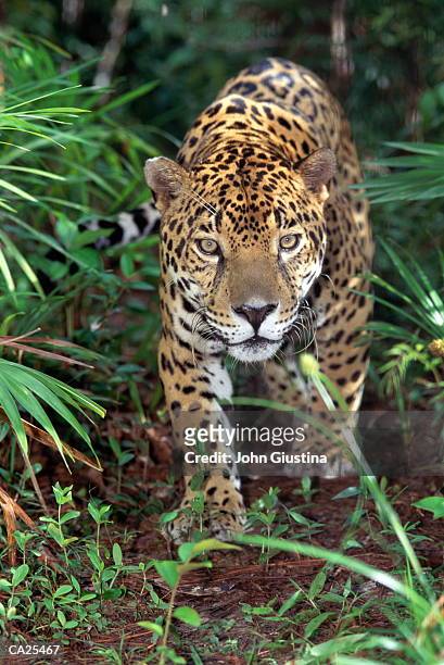 jaguar (panthera onca) - one jaguar stock pictures, royalty-free photos & images