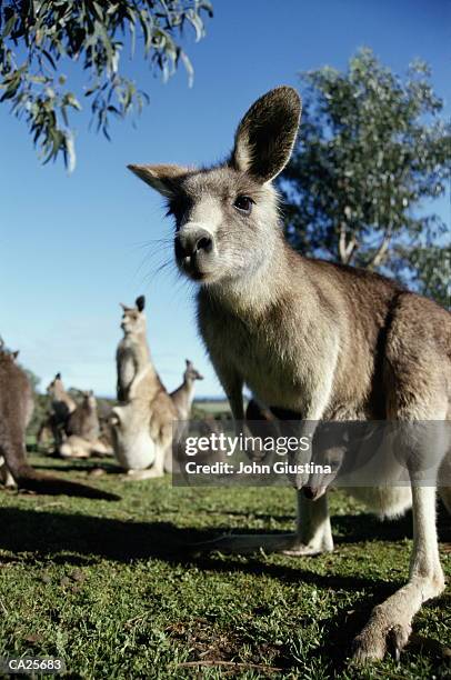 grey kangaroo (macropus sp.) with joey - sp imagens e fotografias de stock