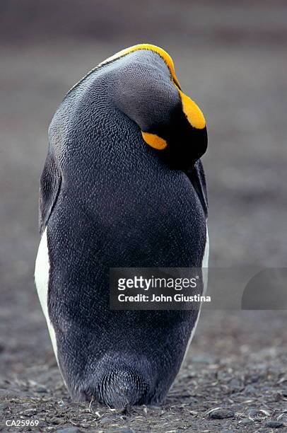 king penguin (aptenodytes patagonicus), close-up - isole dell'oceano atlantico meridionale foto e immagini stock
