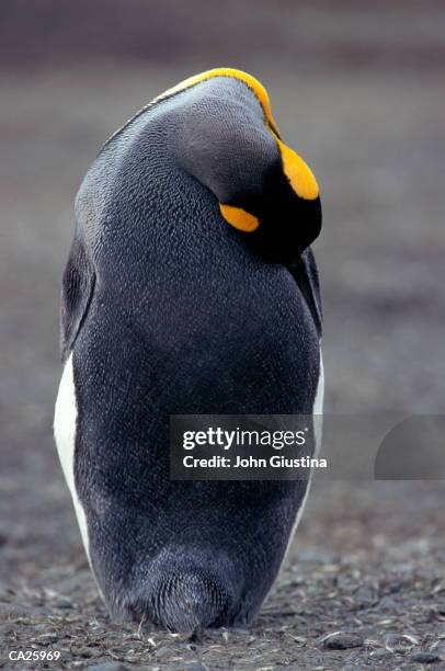 king penguin (aptenodytes patagonicus), close-up - atlantic islands ストックフォトと画像