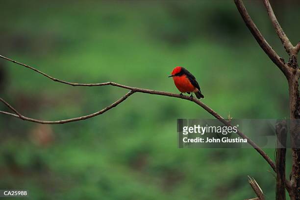 vermillion  flycatcher (pyrocephalus rubinus) on branch - flycatcher stock pictures, royalty-free photos & images