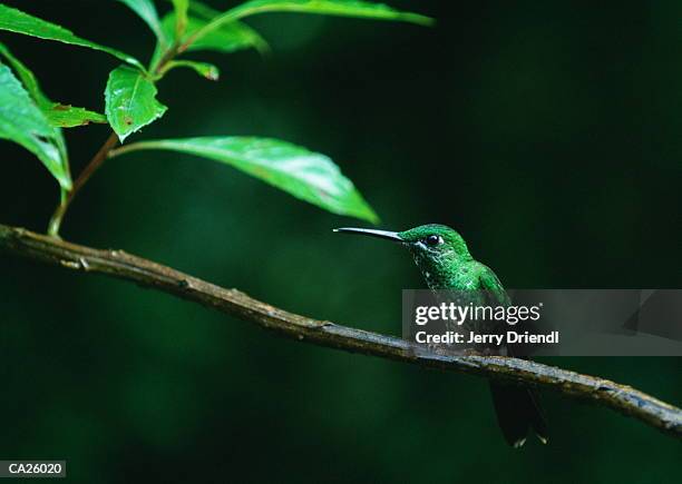 violet saberewing hummingbird (camppterus hemileucurus) - violet stock-fotos und bilder