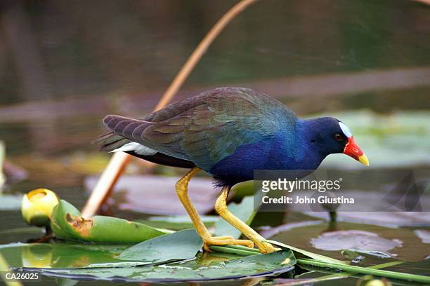 purple gallinule (porphyrula martinica), close-up - moorhen stock pictures, royalty-free photos & images