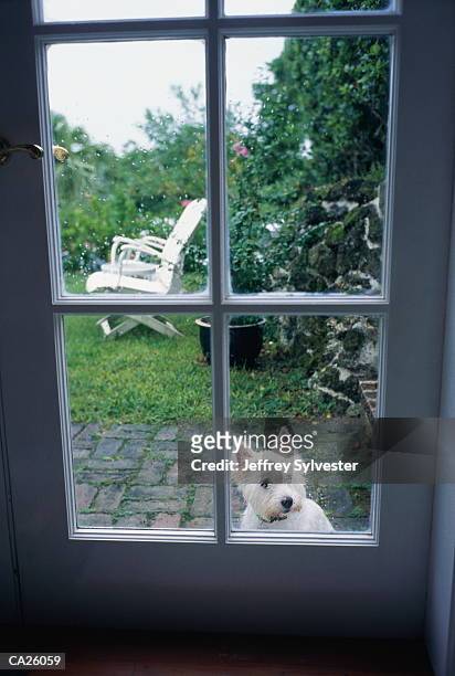 west highland terrier outside looking through window on door - back door stock pictures, royalty-free photos & images