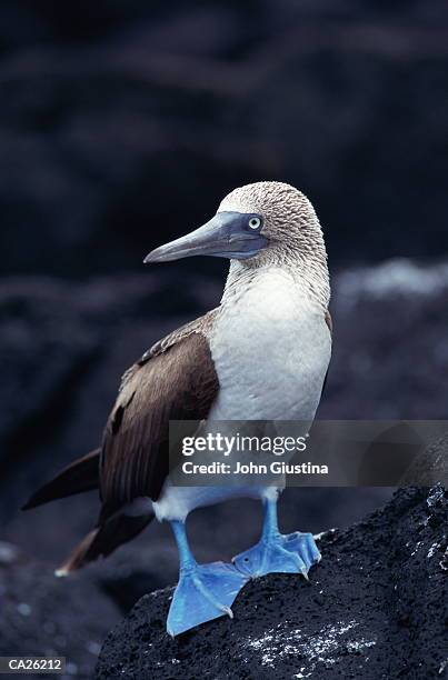 blue-footed booby (sula nebouxi), close-up - sula vogelgattung stock-fotos und bilder