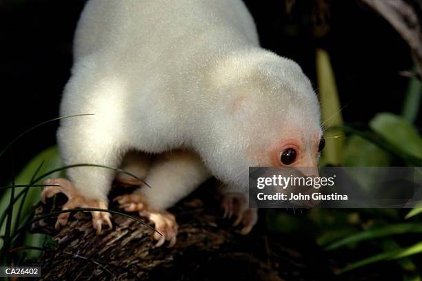 spotted cuscus (spilocuscus maculatus), close-up - spotted cuscus stock pictures, royalty-free photos & images