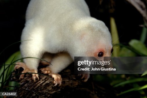 Spotted Cuscus (Spilocuscus maculatus), close-up Spotted Cuscus (Spilocuscus maculatus), close-up