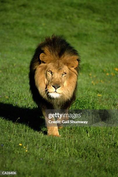 5,861 Lion Walking Photos and Premium High Res Pictures - Getty Images 5,861 Lion Walking Photos and Premium High Res Pictures - Getty Images