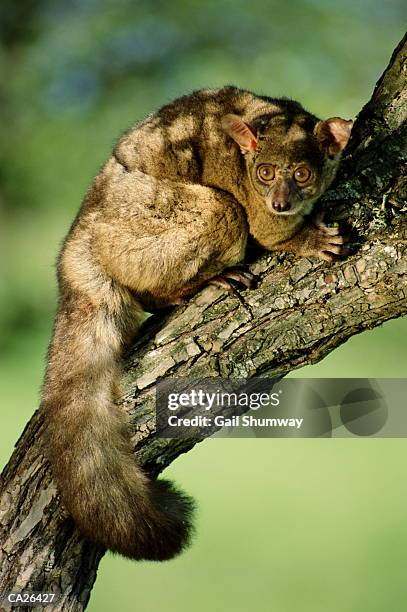 greater bush baby (galago crassicaudatus) on branch - greater than fotografías e imágenes de stock