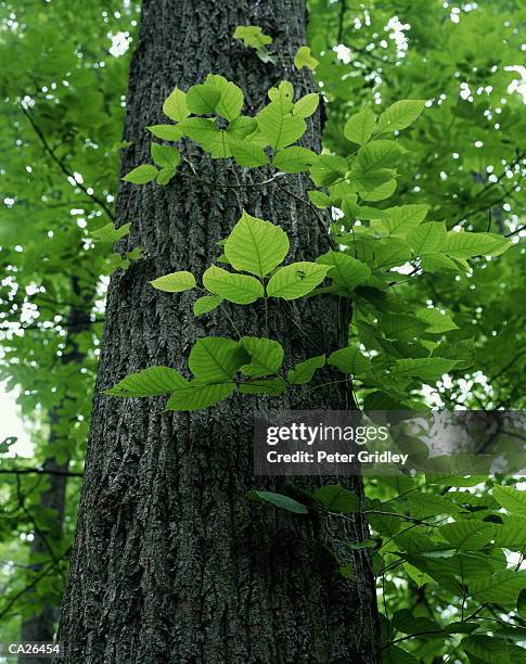 poison ivy (toxicodendron sp.) growing near tree trunk, low angle view - sp imagens e fotografias de stock