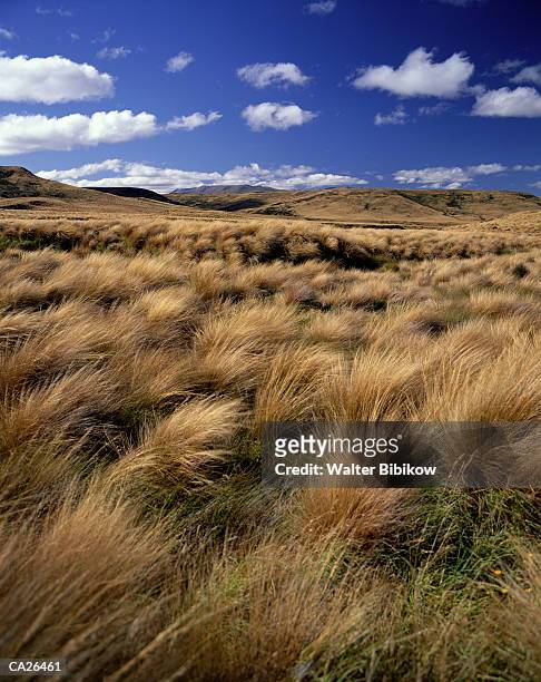 new zealand, south island, red tussock grass (chionochloa rubra) - walter bibikow stock pictures, royalty-free photos & images