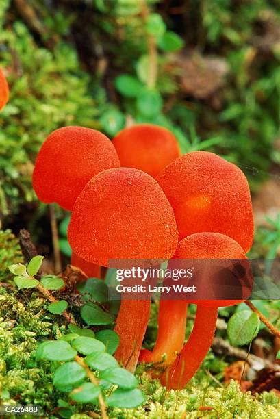 scarlet waxy cap mushrooms (hygrophorus spp.) - micologia foto e immagini stock