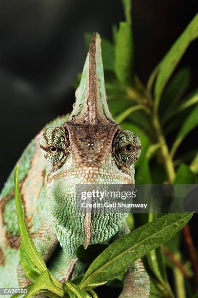 veiled chameleon (chamaeleo calyptratus) - veiled chameleon stock pictures, royalty-free photos & images