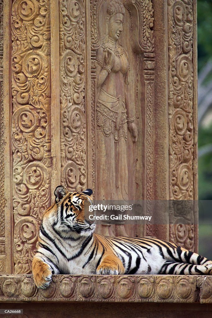 Bengal Tiger (Panthera tigris tigris) resting on sculpture