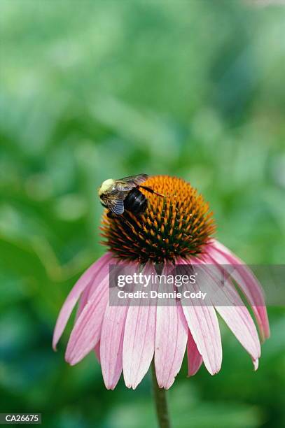 bee pollinating echinecea flower, close-up - hymenopteran insect stock pictures, royalty-free photos & images