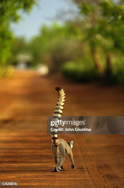 ring-tailed lemur (lemur catta) on dirt road - lemur stock-fotos und bilder